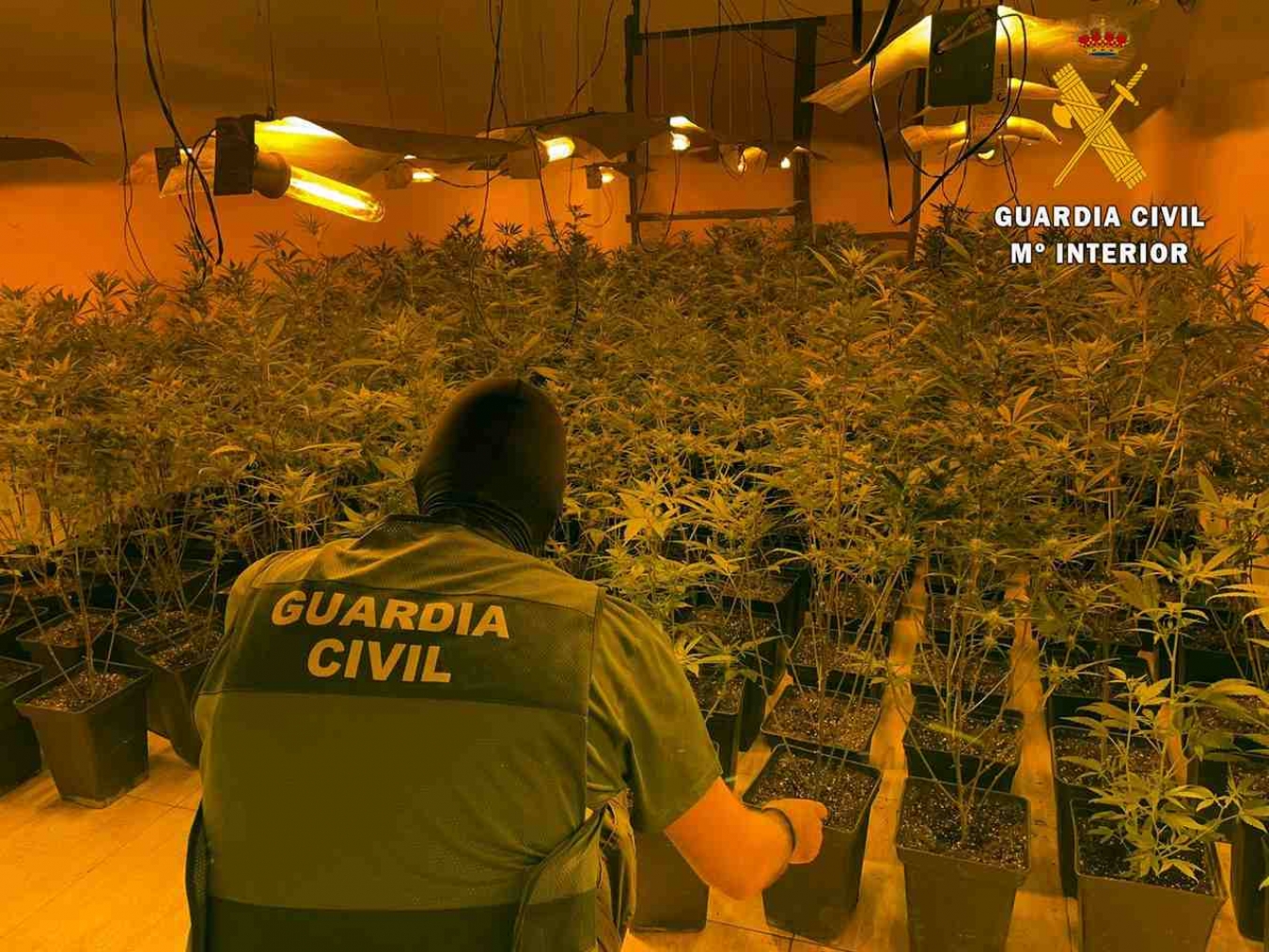 La Guardia Civil interviene cerca de 500 plantas de marihuana y neutraliza 80 enganches fraudulentos a la red de suministro eléctrico 