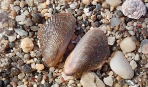 La Junta detecta por primera vez en Andaluc&iacute;a el mejill&oacute;n egipcio, especie originaria del Mar Rojo