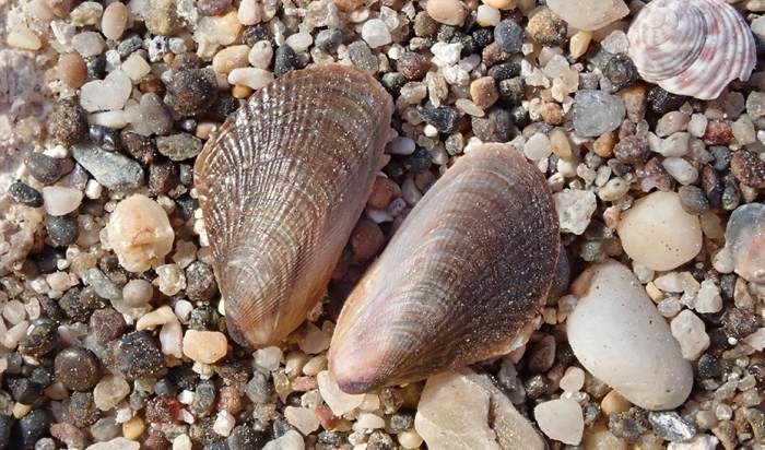 La Junta detecta por primera vez en Andaluc&iacute;a el mejill&oacute;n egipcio, especie originaria del Mar Rojo