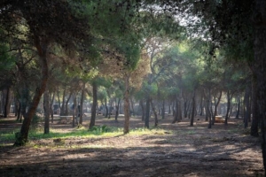 Torremolinos inicia la campa&ntilde;a preventiva contra la plaga de la procesionaria con una actuaci&oacute;n sobre m&aacute;s de 6.000 pinos