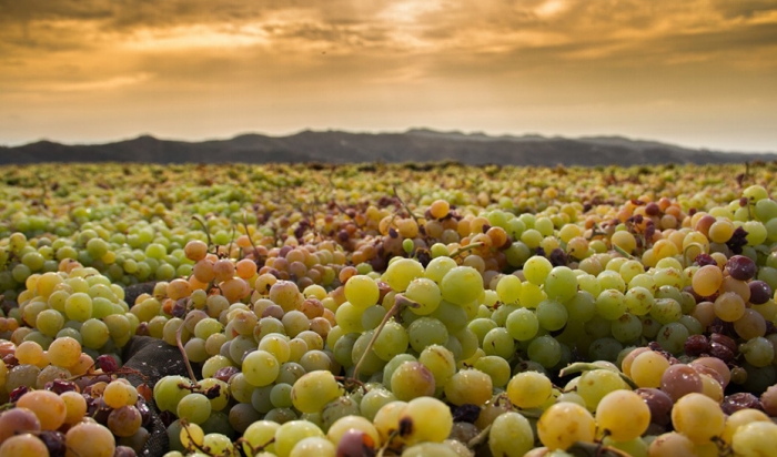 Andalucía mejora la caracterización de sus vinos tradicionales con Denominación de Origen