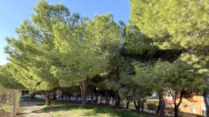 Estepona aplica casi 3.000 tratamientos en pinos para tratarlos contra la oruga procesionaria y evitar problemas de salud en personas y mascotas