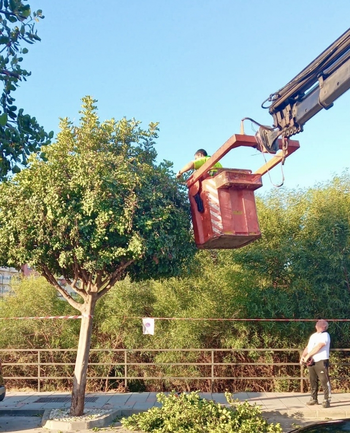 El Ayuntamiento de Mijas impulsa con la llegada del oto&ntilde;o un nuevo plan municipal de podas que ya supera 4.200 actuaciones